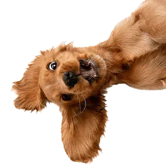 Eduquer son chien en 15 minutes par jour logo
