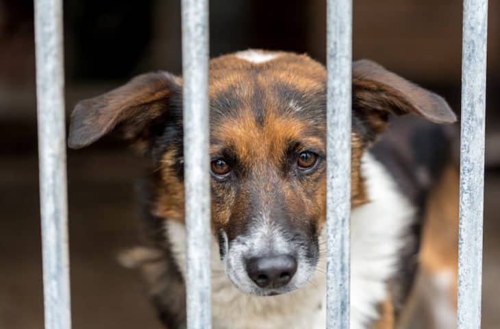 Adopter un chien de refuge