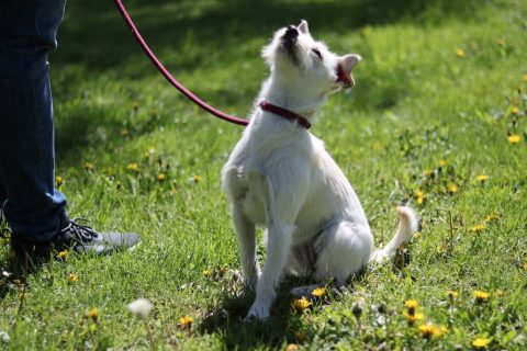 Comment apprendre l&rsquo;ordre assis à son chien ?