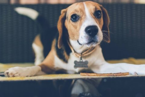 Comment apprendre l&rsquo;ordre couché à son chien ?