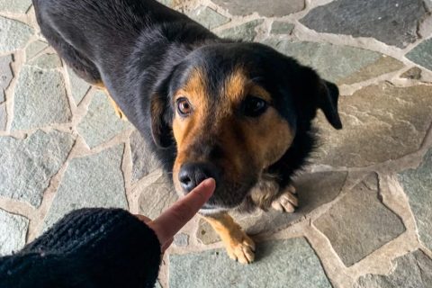 Comment apprendre l&rsquo;ordre « non » à son chien ?