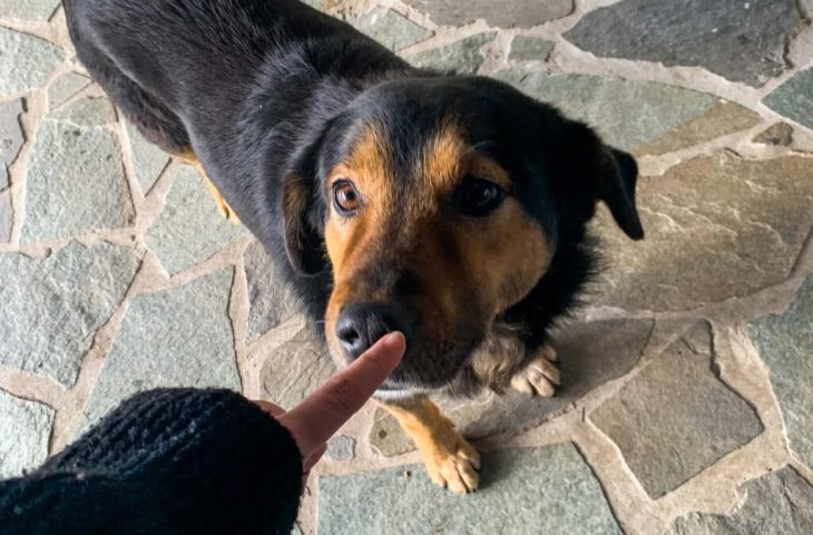 Comment apprendre l&rsquo;ordre « non » à son chien ?