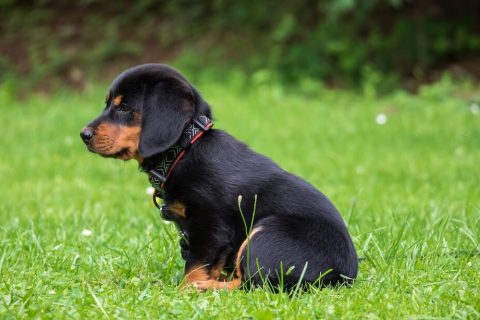 Apprendre la propreté à son chiot : les erreurs à éviter