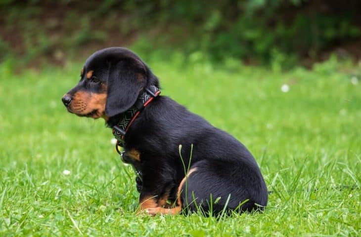 Apprendre la propreté à son chiot : les erreurs à éviter