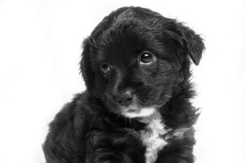Propreté du chien