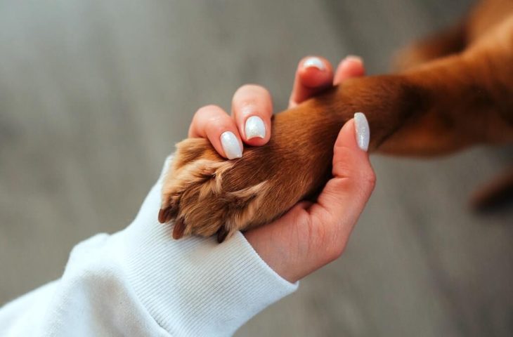 Bonnes résolutions pour votre chien