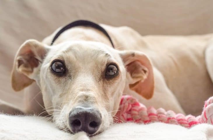 Comment nettoyer les oreilles de son chien ?