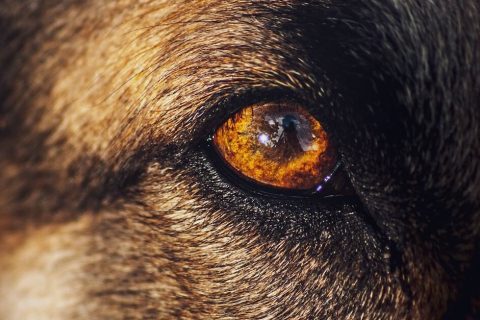 Comment nettoyer les yeux de son chien ?