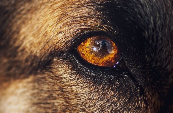 Comment nettoyer les yeux de son chien ?