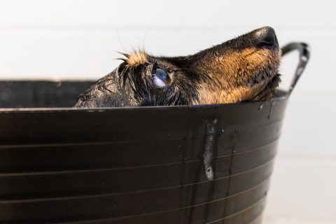 Donner le bain à son chien