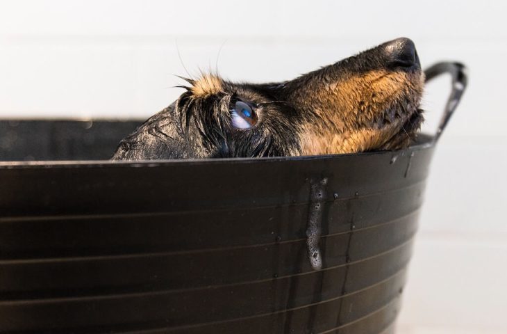 Donner le bain à son chien