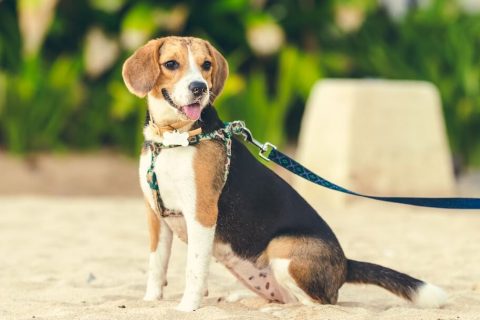 Eduquer son chien à porter un collier et une laisse