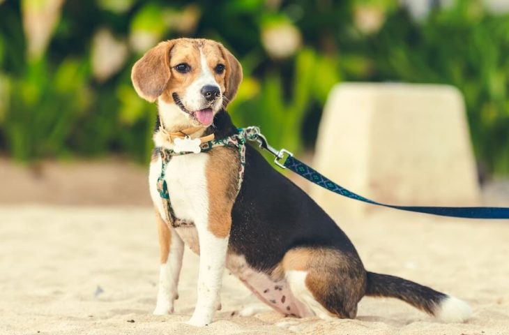 Eduquer son chien à porter un collier et une laisse