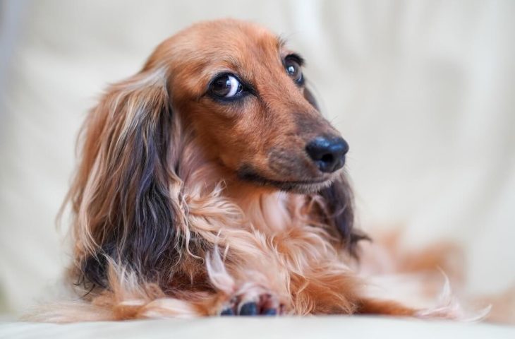 Eduquer son chien à reconnaître son nom