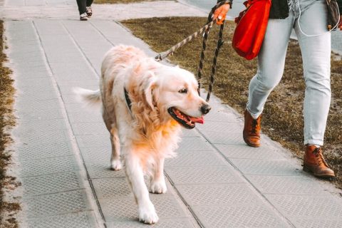 Eduquer son chien à marcher en laisse