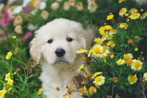 Eduquer son chiot entre 2 et 5 mois