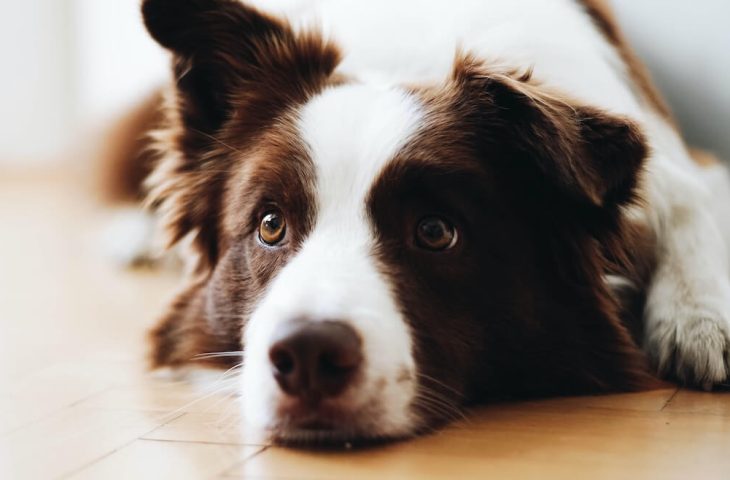 Eviter l’empoisonnement de votre chien