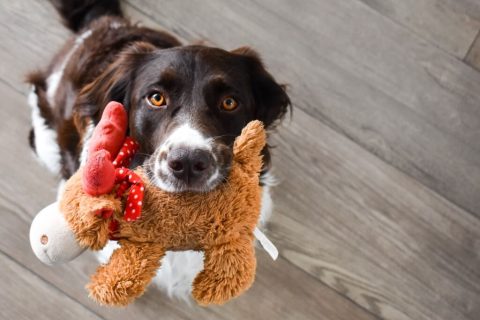 Le meilleur jouet pour un chien qui s’ennuie