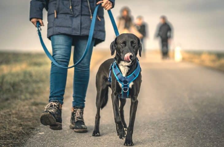 Maîtriser son langage corporel pour éduquer son chien