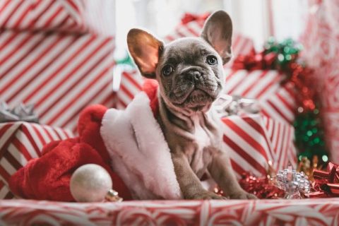 Offrir un chiot ou un chien à Noël