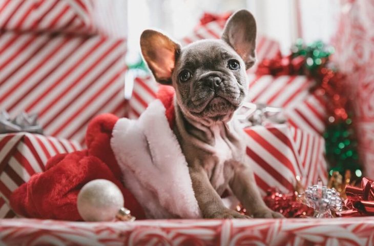 Est-ce une bonne idée d'offrir un chiot ou un chien à noël