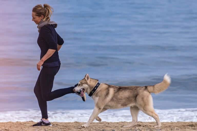 Comment apprendre à son chien à marcher sans laisse