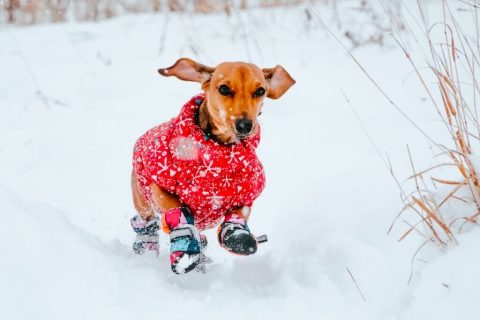 Protéger son chien du froid et de la neige