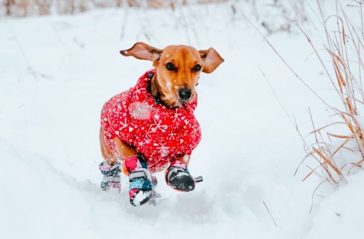 Protéger son chien du froid et de la neige