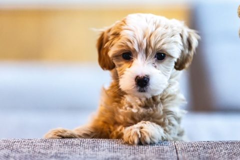 A quel âge débuter l&rsquo;éducation de son chiot ?