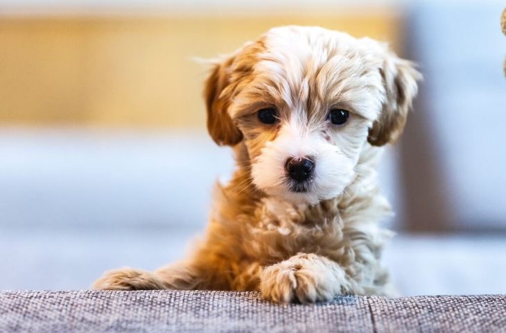 A quel âge débuter l&rsquo;éducation de son chiot ?