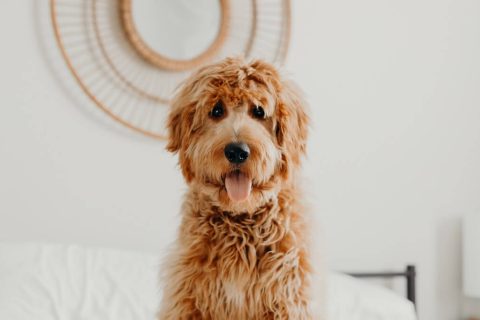 Tester le QI de son chien