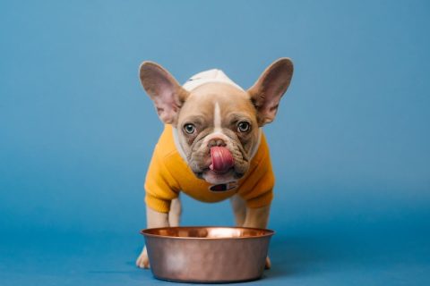 Les besoins nutritionnels de votre chien