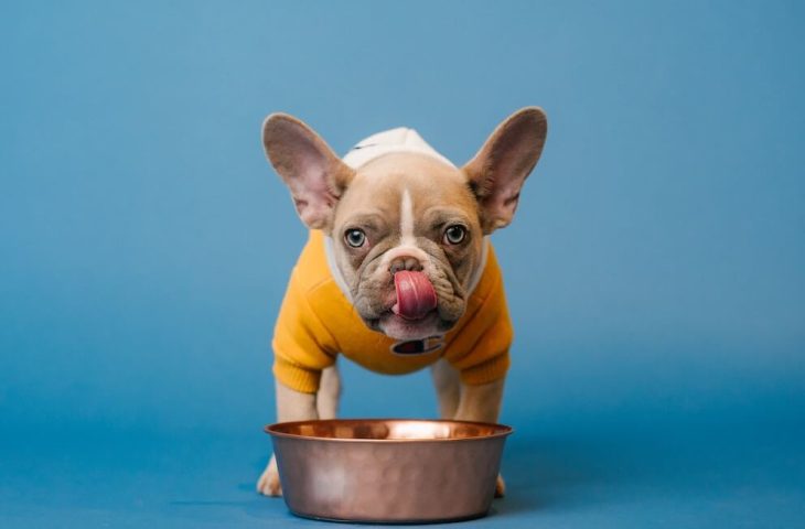 Les besoins nutritionnels de votre chien