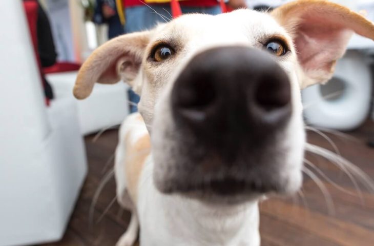 Votre chien renifle en stéréo !