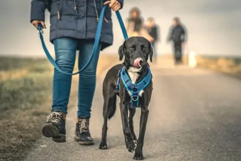 Eduquer son chien en 15 minutes par jour : méthode simple et efficace