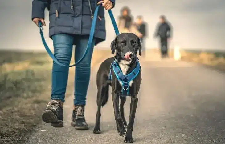 Dresser son chien en 15 minutes par jour : méthode simple et efficace