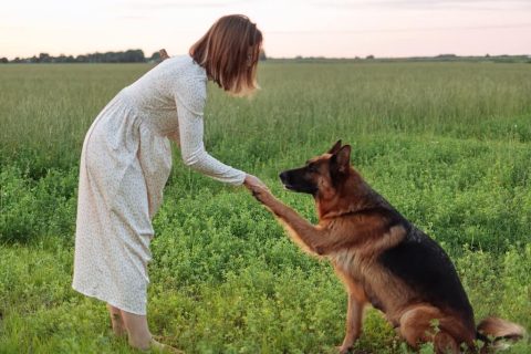 5 principes de base pour éduquer son chien
