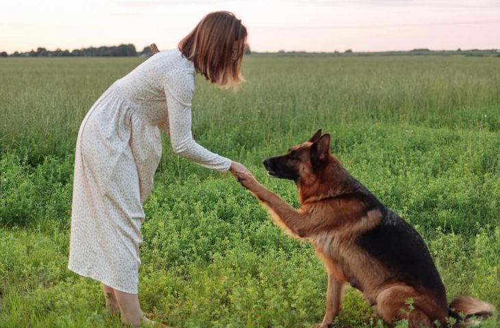 5 principes de base pour éduquer son chien