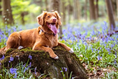 8 mythes sur les chiens