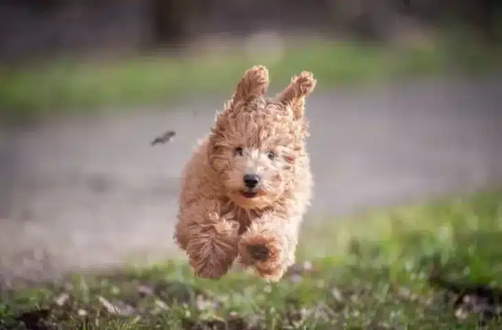 Apprendre le rappel à son chien : 3 jeux pour apprendre en s’amusant !