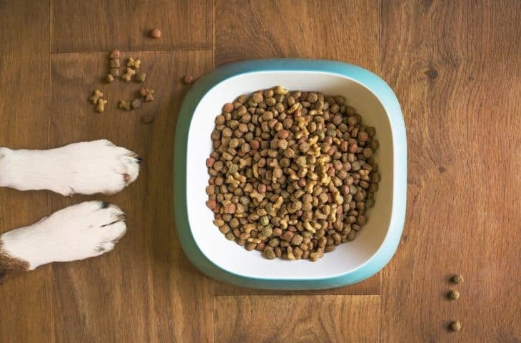 Comment ralentir un chien qui mange trop vite ?