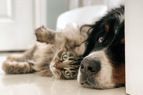Cohabitation entre chien et chat les secrets pour une bonne entente