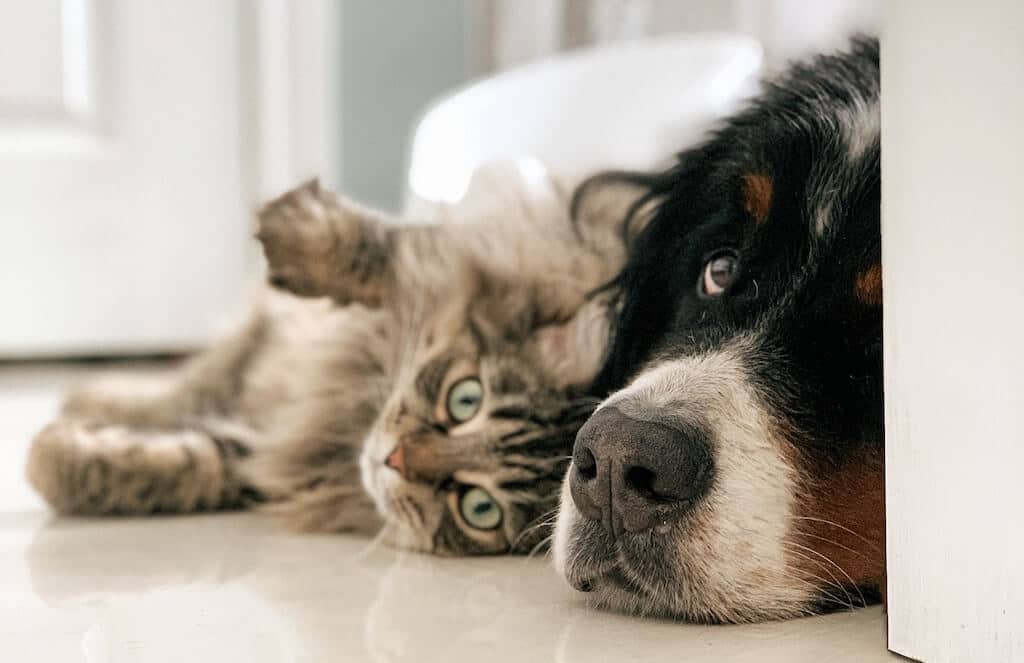 Cohabitation entre chien en chat : nos conseils pour une bonne entente