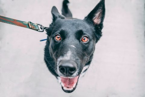 Mon chien tire en laisse : que faire ?