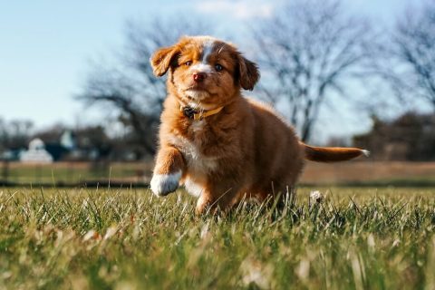 Les 7 règles d&rsquo;or pour éduquer son chien