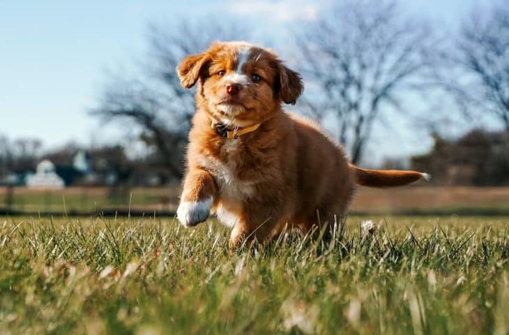 Les 7 règles d&rsquo;or pour éduquer son chien