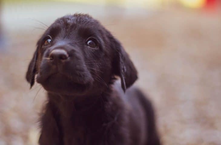 Les 10 meilleures punitions pour corriger son chien