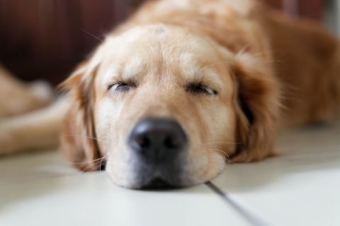 Pourquoi votre chien dort-il autant ?