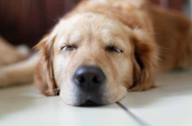 Pourquoi votre chien dort-il autant ?
