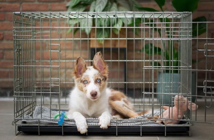 Plaidoyer en faveur de la caisse pour votre chiot ou chien
